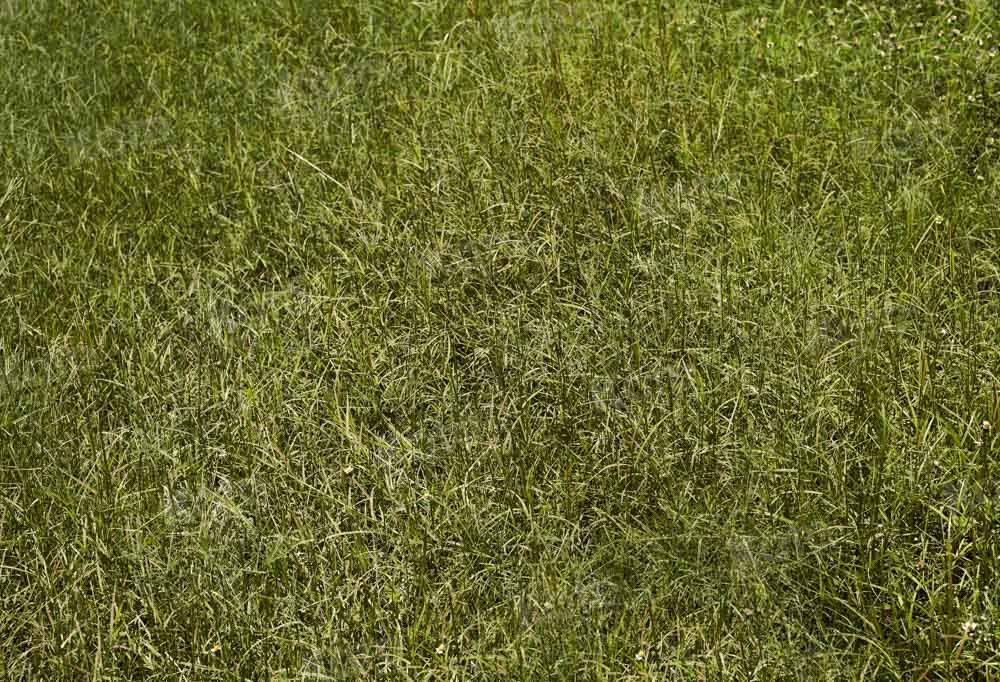 Kate Spring Green Grass Floor Backdrop Designed by Kate Image