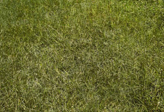 Lente Groen Gras Vloer Foto Achtergrond Ontworpen door Afbeelding