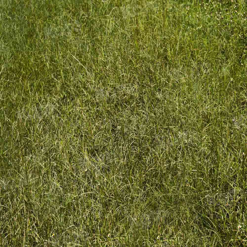 Kate Spring Green Grass Floor Backdrop Designed by Kate Image