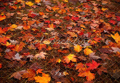 Kate Autumn Outdoor Forest Maple Leaves Floor Printed Backdrop Designed by Kate Image