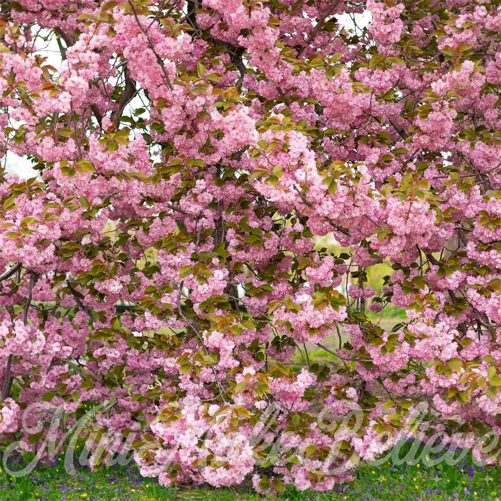 Kate Summer Outdoor Pink Cherry Blossom Tree Forest Backdrop Designed by Mini MakeBelieve