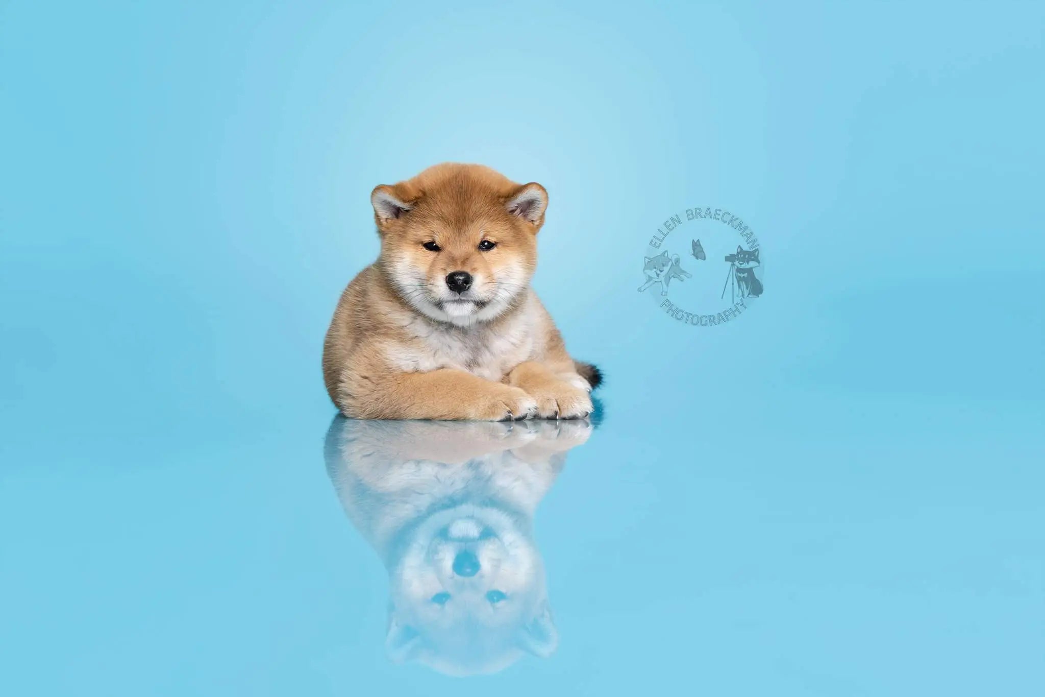 Kate Sky Blue Seamless Paper Backdrop for Photography (US 48-Hour Delivery)