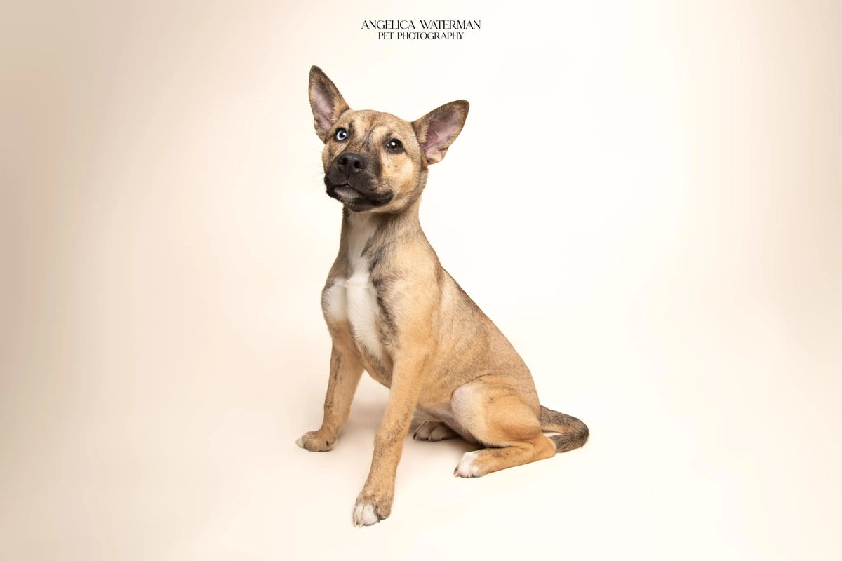 Kate Pet Light Beige Seamless Paper Backdrop for Photography