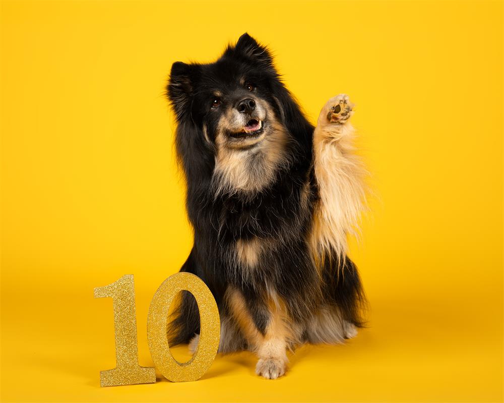 Kate Forsythia Yellow Seamless Paper Backdrop for Photography