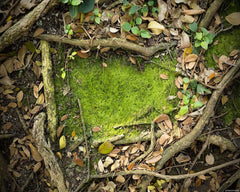 Kate Forest Branches Leaves rubber floor mat - Kate Backdrop