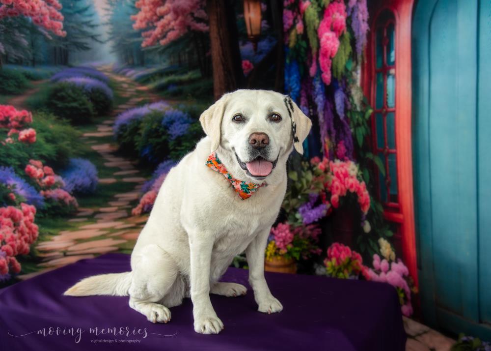 Kate Pet Spring Flowers Forest Path Room Set