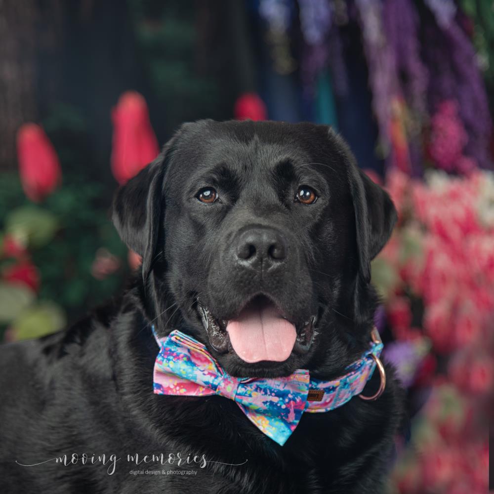 Kate Spring Flowers Forest Path Room Set