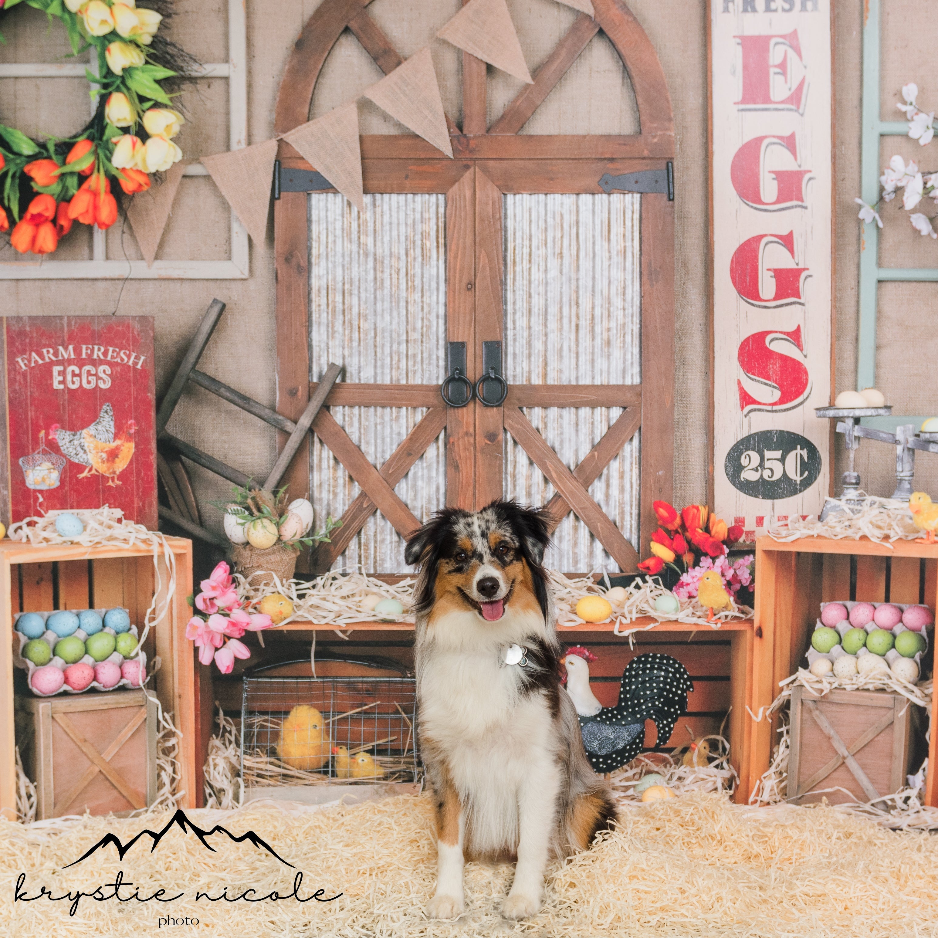 Kate Pet Easter Colorful Egg Barn Door Backdrop for Photography - Kate Backdrop
