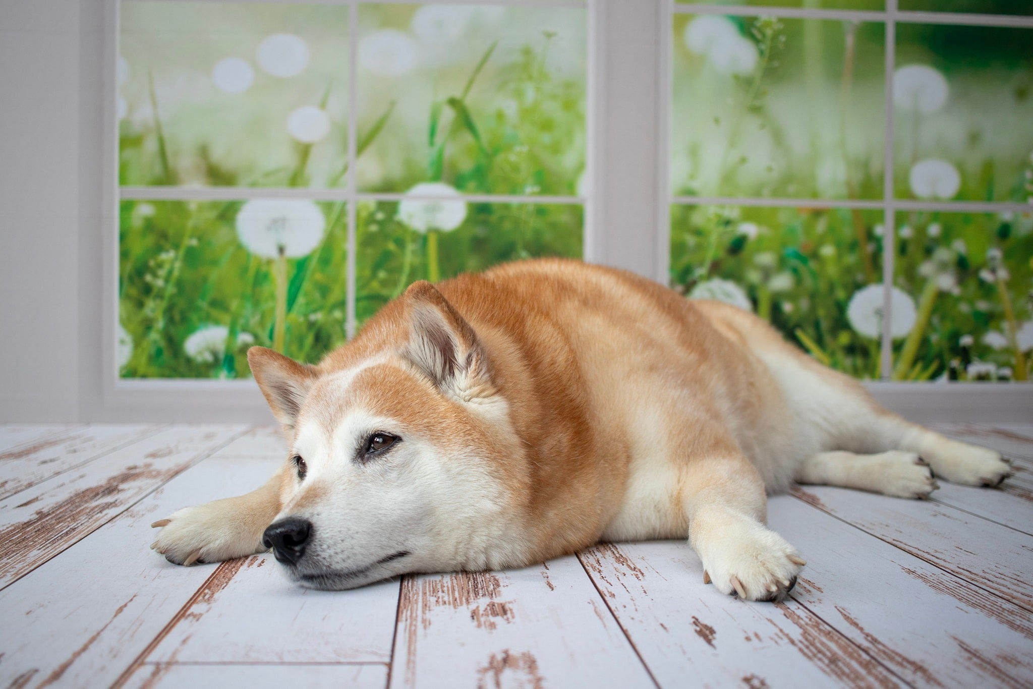 Sfondo in pile per finestra primavera estate giardino disegnato da Emetselch