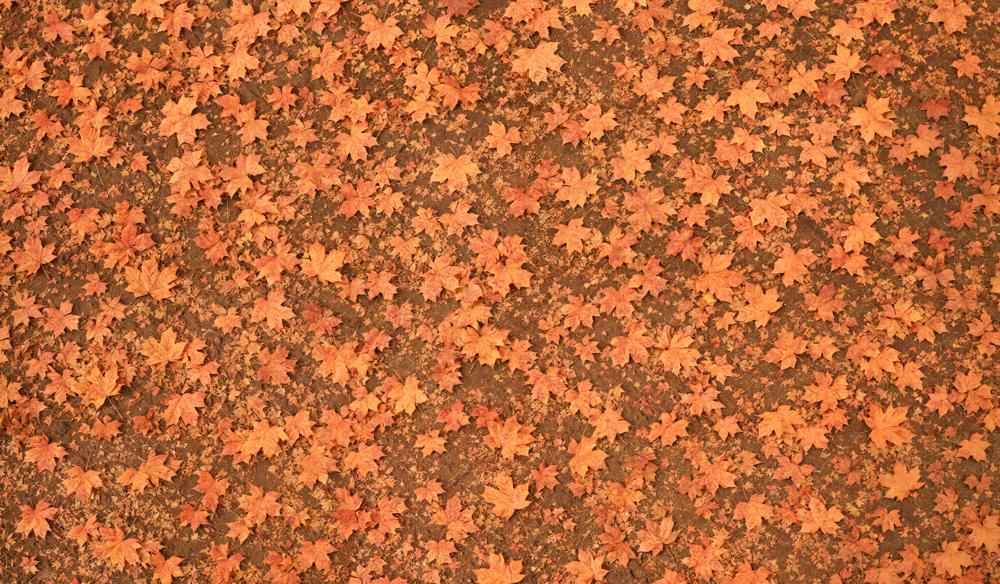 Kate Fall Maple Leaves Rubber Floor Mat