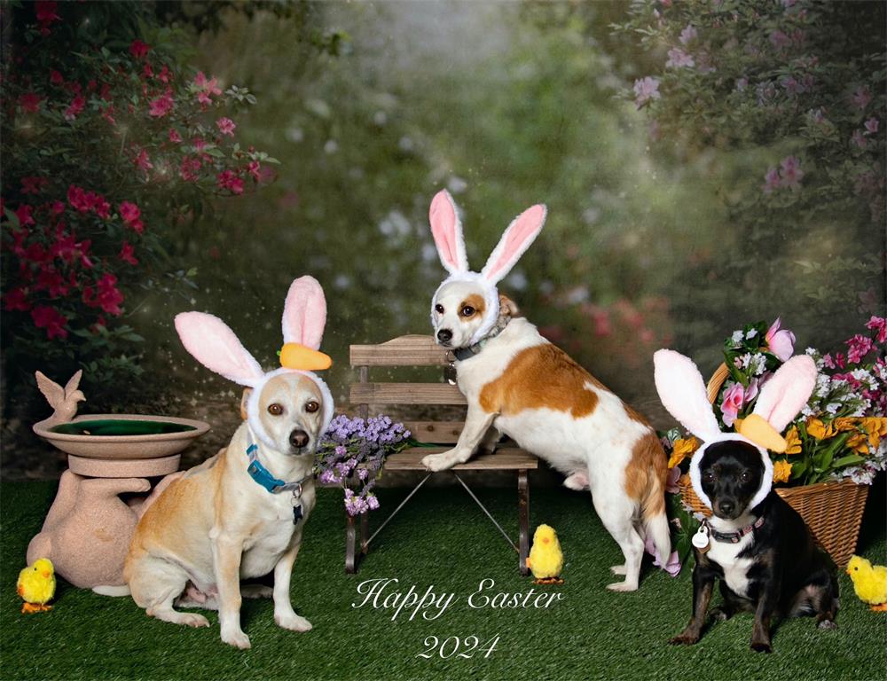 Roze Bloemen Tuin Lente Achtergrond voor Fotografie Ontworpen door Pine Park Collection