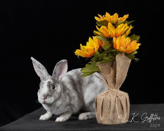 Venta Caliente: Fondo de Tela Sólido Negro para Fotografía de Retrato