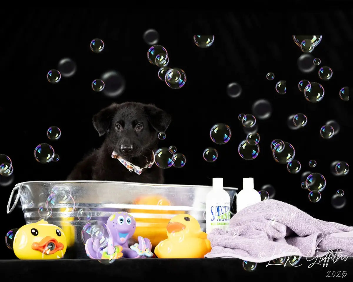 Venta Caliente: Fondo de Tela Sólido Negro para Fotografía de Retrato