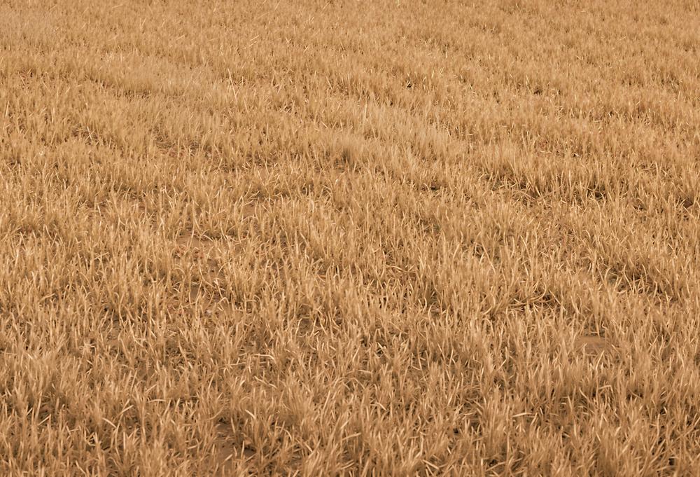 Kate Fall Withered Grass Field Floor Printed Backdrop Designed by Kate Image