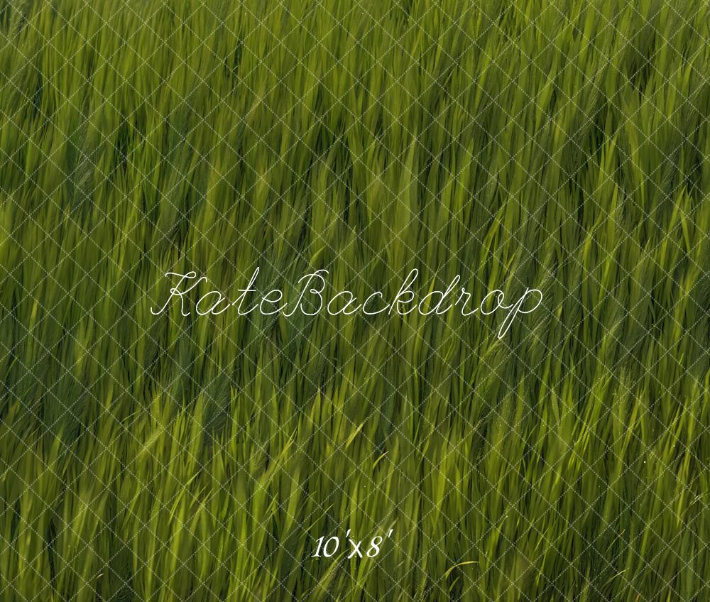 Voorjaar Groen Gras Veld Foto Achtergrond Designed by Kate Image