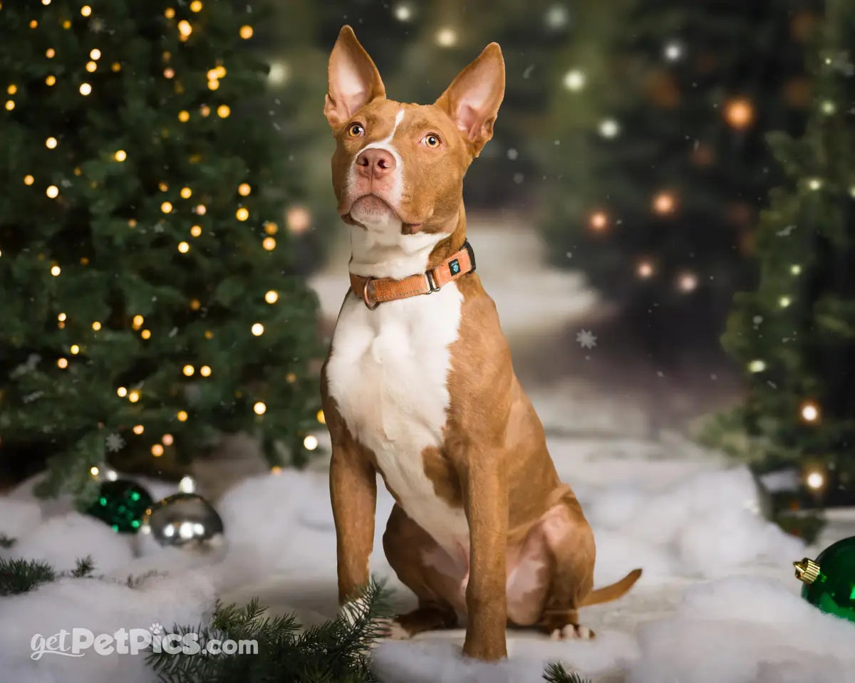 Kerst Buitenboom Bokeh Lichtachtergrond voor Fotografie