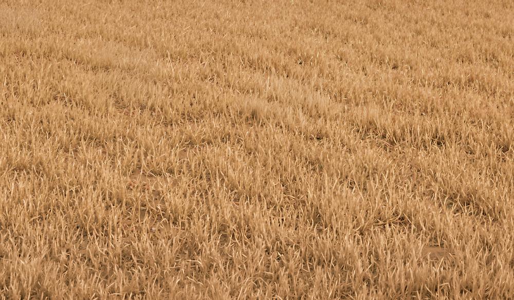 Kate Fall Withered Grass Field Floor Printed Backdrop Designed by Kate Image