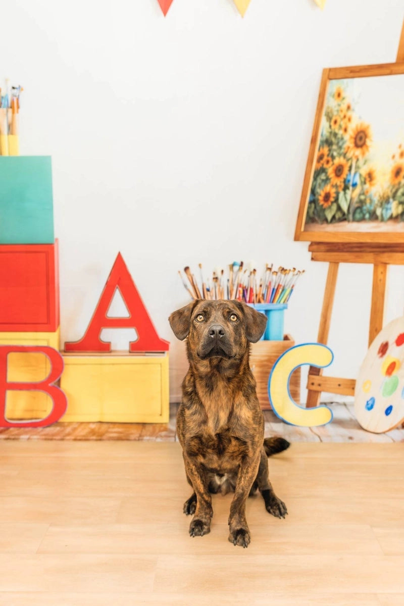 Kate School Art Painting Alphabet Blocks Backdrop Designed by Emetselch