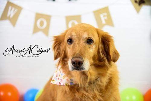 Katebackdrop鎷㈡綖Kate Neutral Dog Balloons Decorations Backdrop Designed by AAE Photography