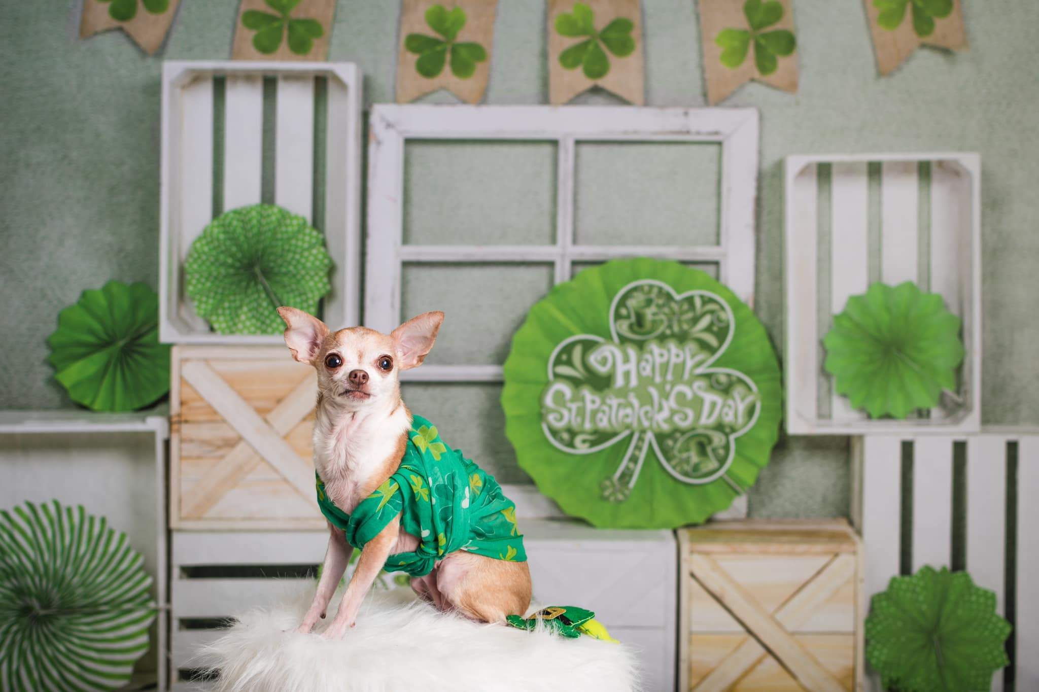 Kate St. Patrick's Day Green Shamrock Backdrop Designed by Emetselch