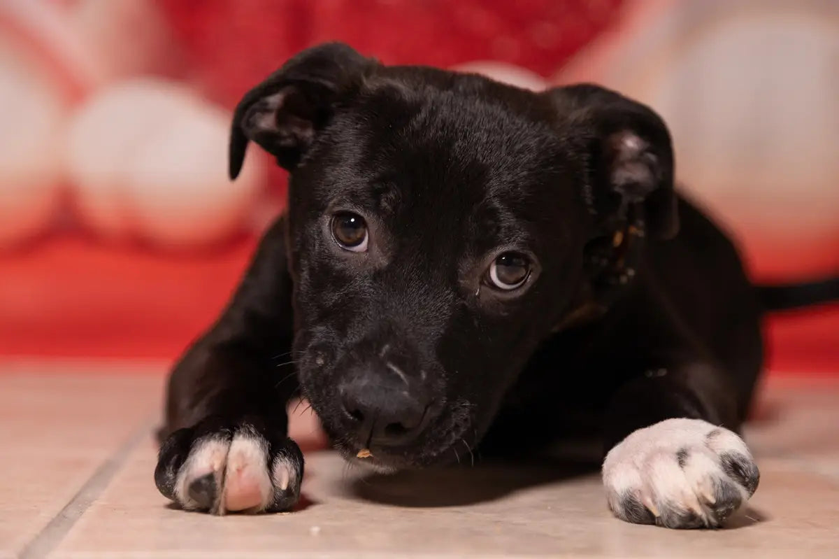Roze achtergrond met liefdesballonnen voor Valentijnsdag ontworpen door Emetselch