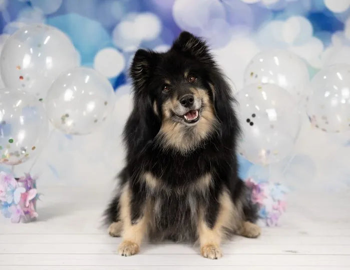 Fondo virtual morado con efecto bokeh para mascotas diseñado por Kate.