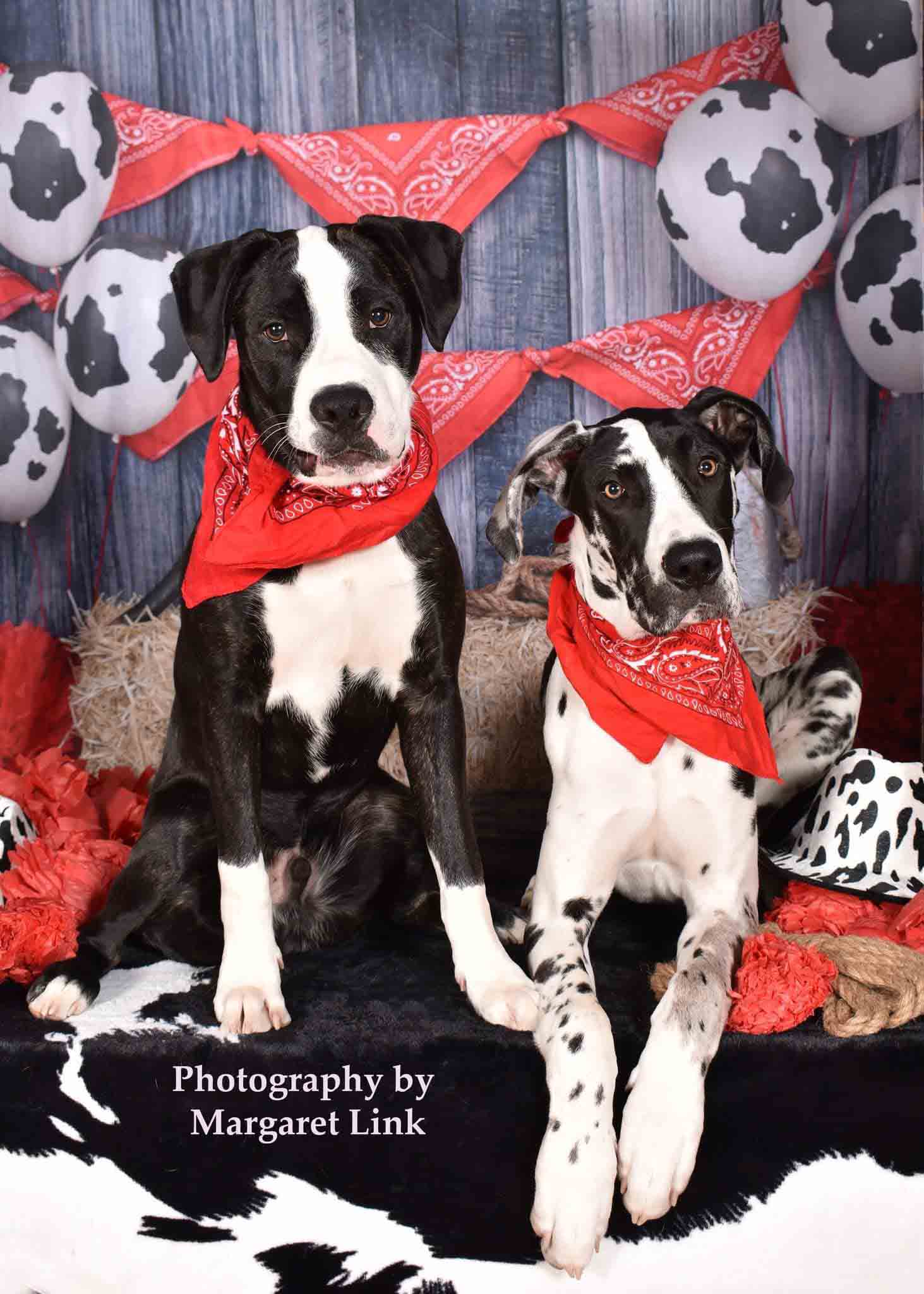 Kate Farm Cowboy Red Decorations Backdrop for Photography