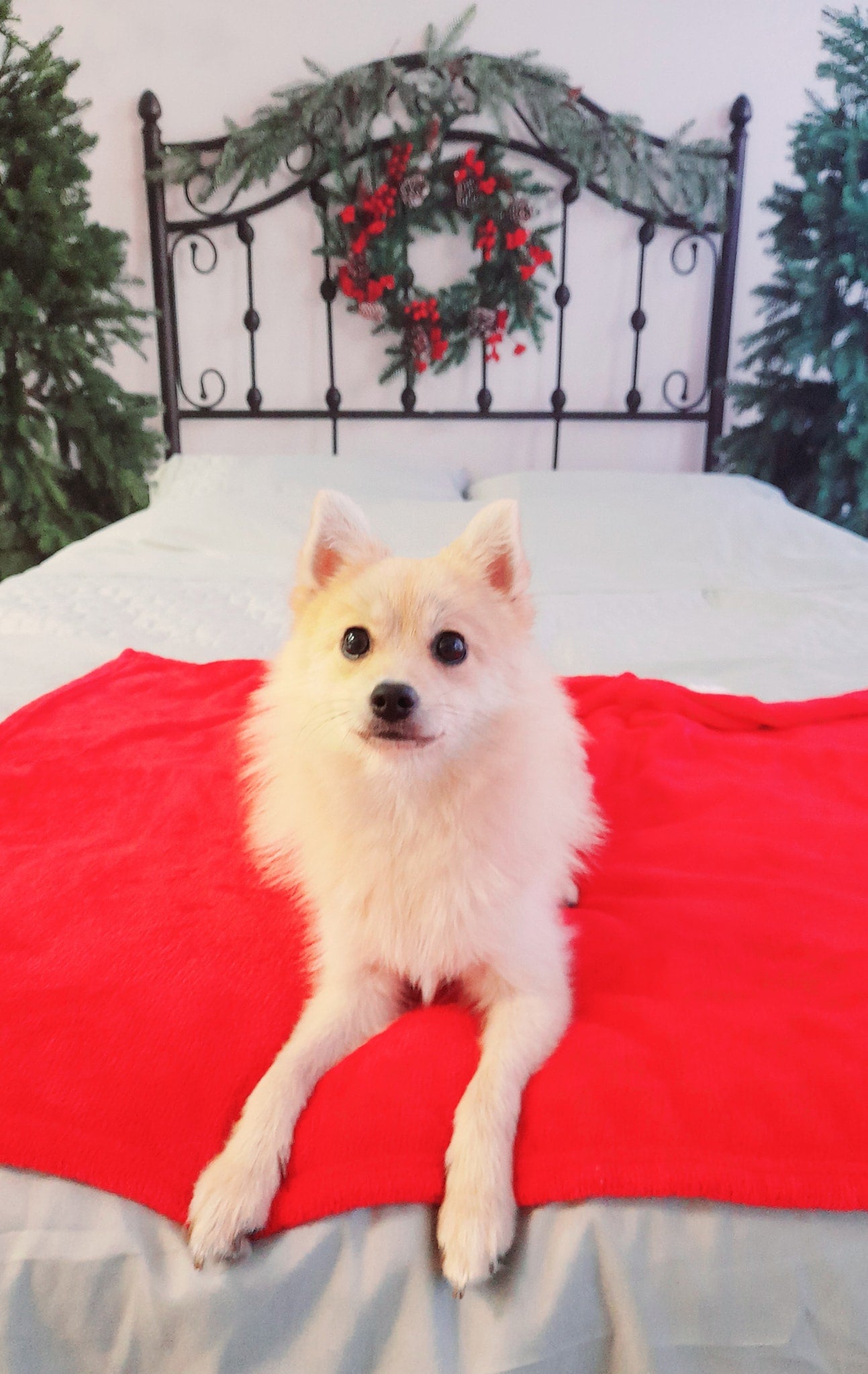 Kate Christmas Bed Backdrop Headboard Designed by Emetselch - Kate Backdrop