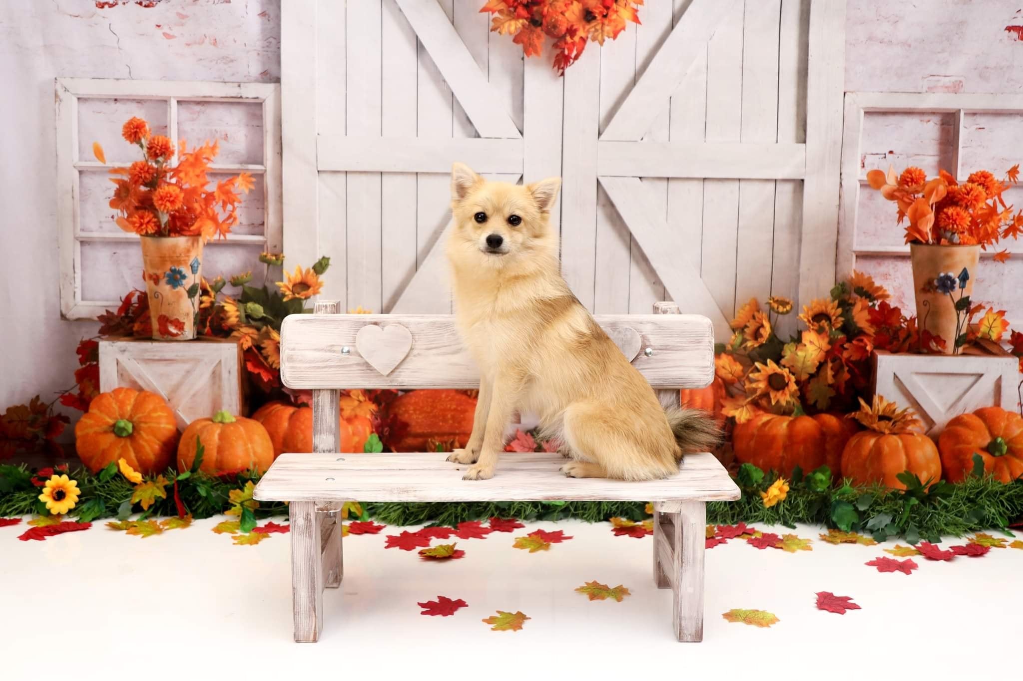 Kate Fall Pumpkin Backdrop White Barn Door Fallen Leaves Designed by Emetselch - Kate Backdrop