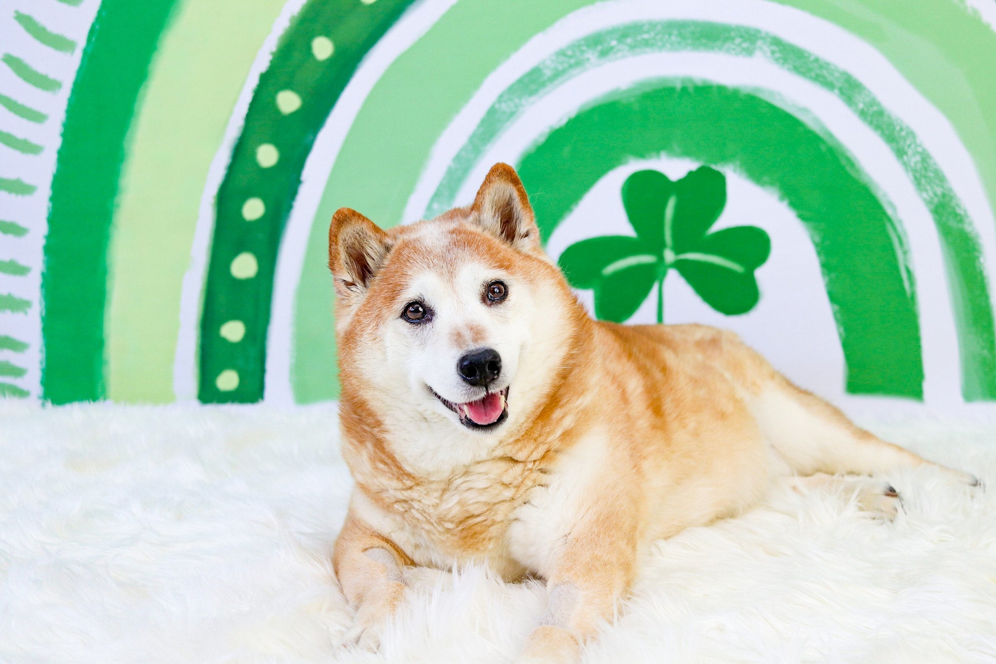Kate St.Patrick's Day Green Lucky Clover Rainbow Backdrop Designed by GQ
