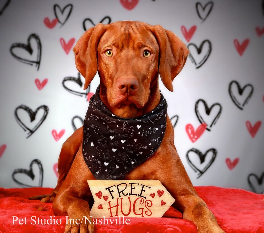 Kate Pet Valentine's Day Backdrop White for Photography