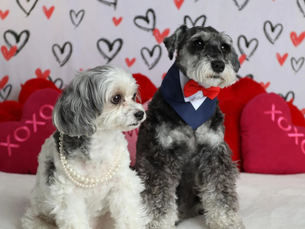 Kate Pet Valentine's Day Backdrop White for Photography