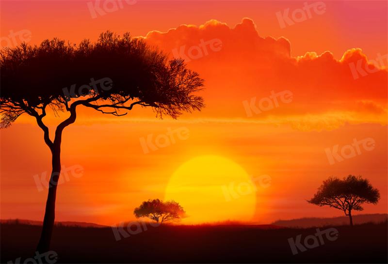 Sfondo Naturale Tramonto Albero per Fotografia