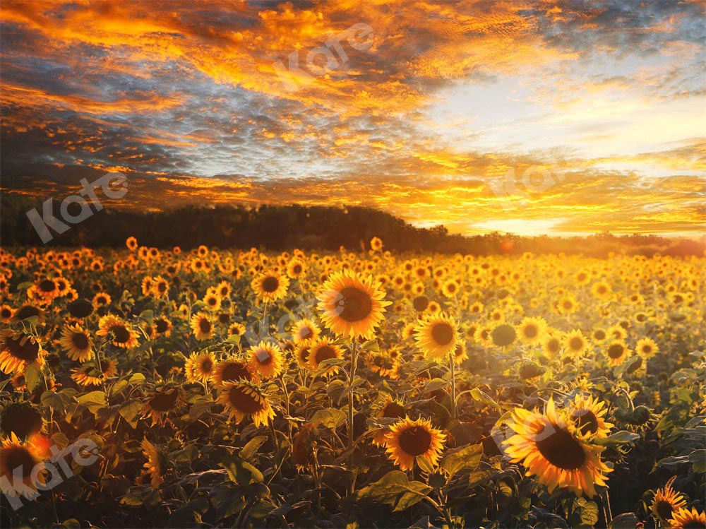 Kate Summer/Autumn Backdrop Sunflower Sunset by Chain Photography