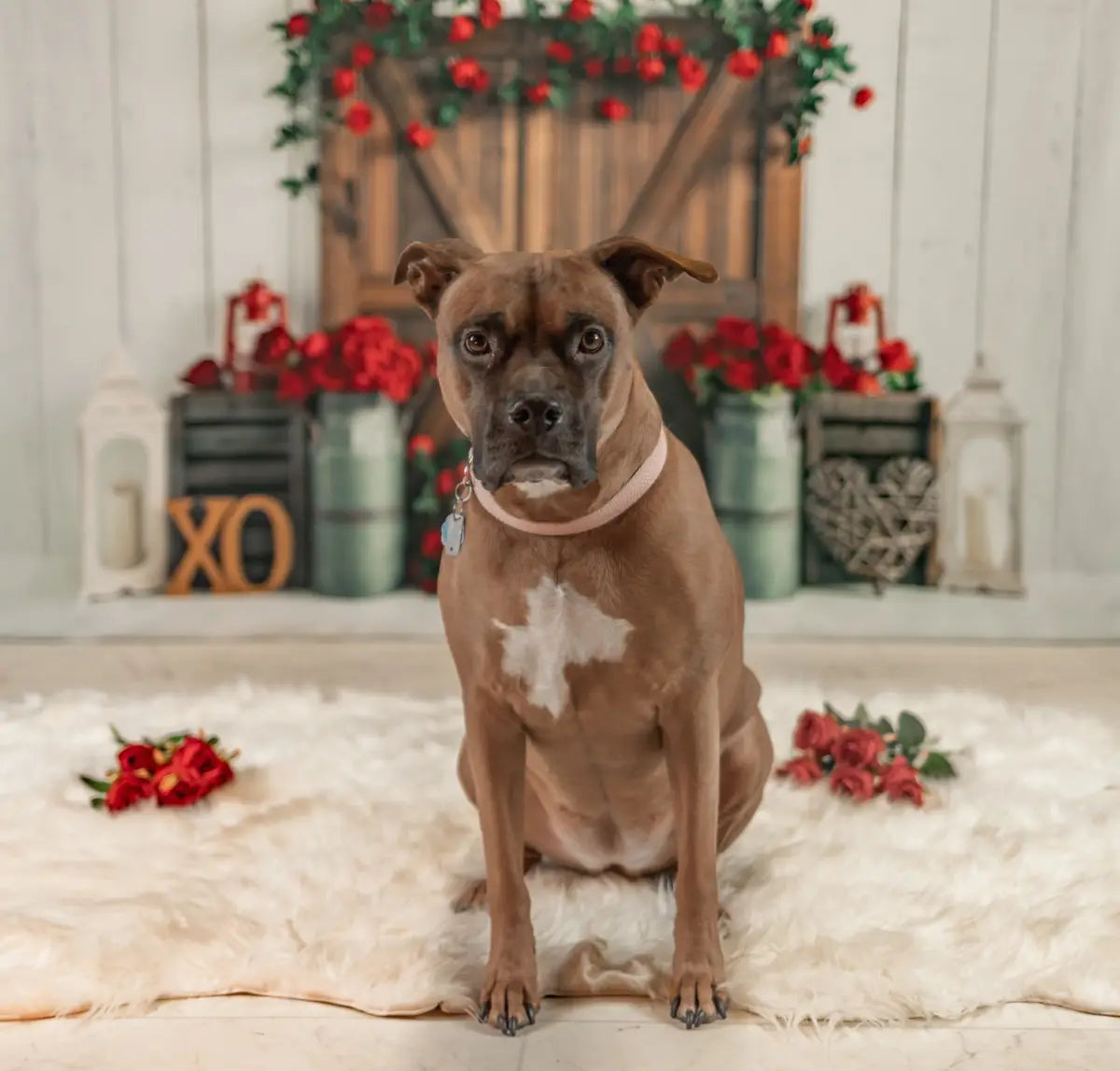 Fondo de puerta de granero con rosas para fotografía del Día de San Valentín para mascotas.