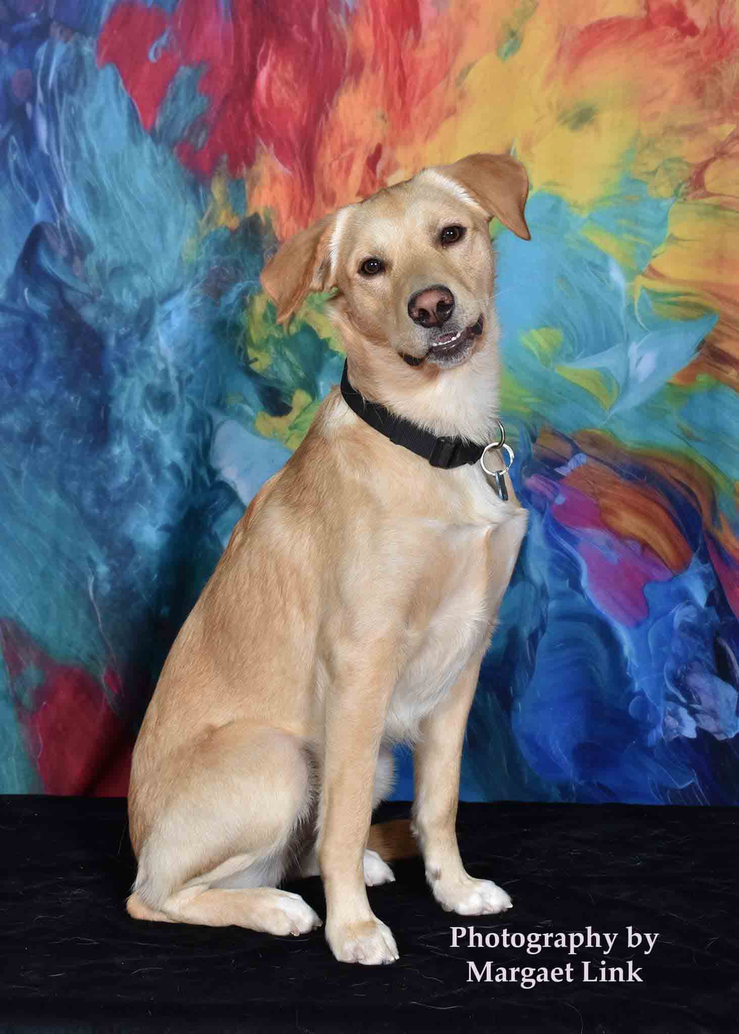 Fondo de pintura abstracto de arcoíris diseñado por Mandy Ringe Photography