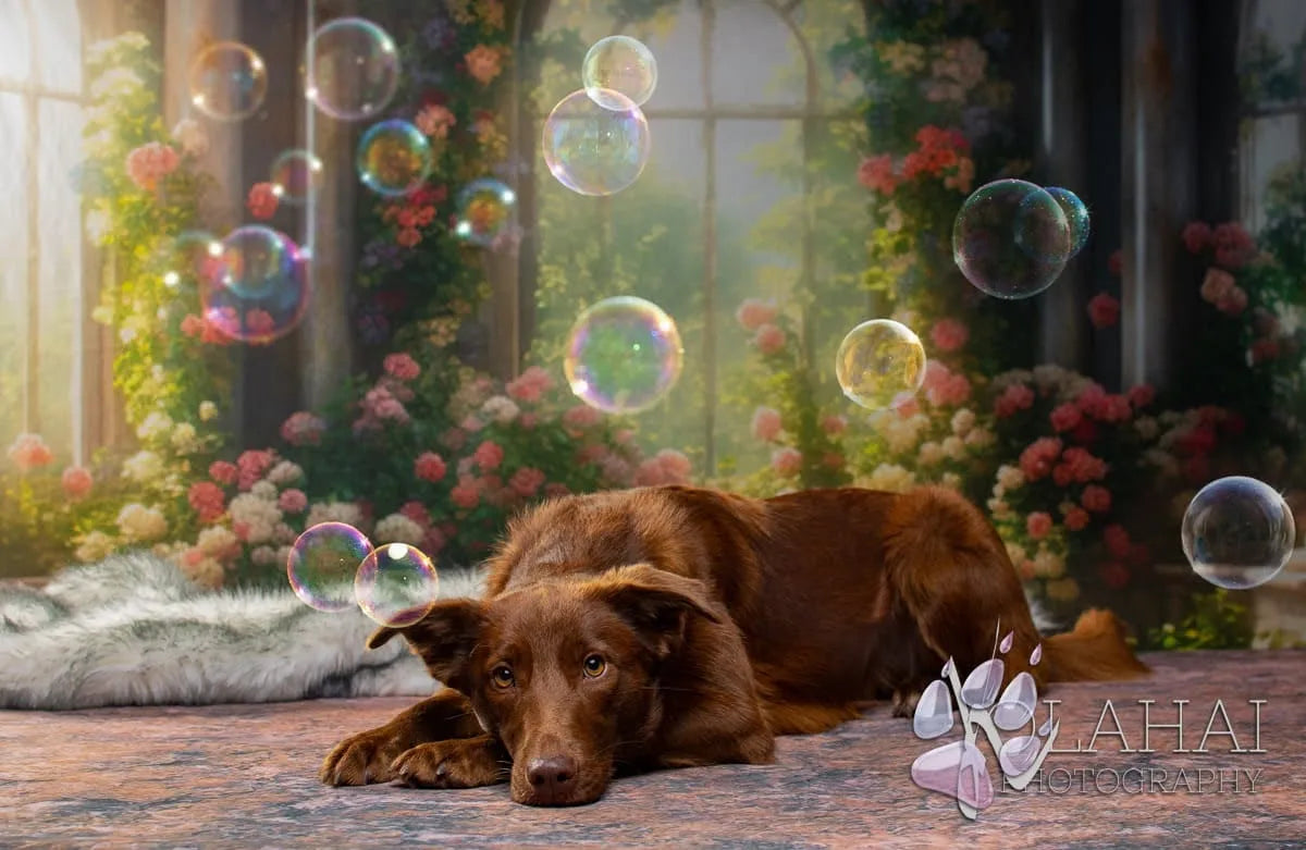 Kate Pet Summer Flower House Sunshine Backdrop Designed by Chain Photography