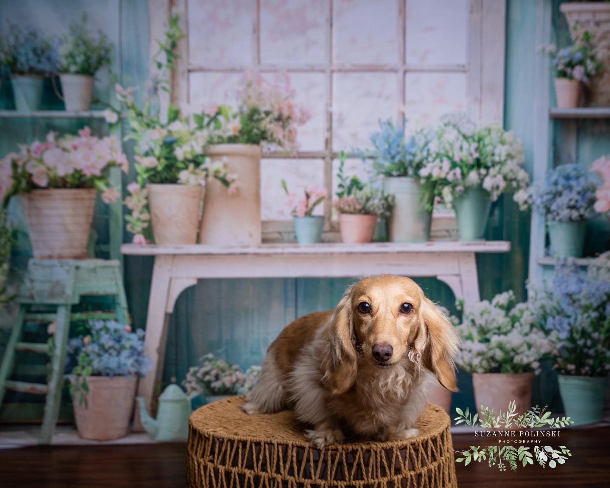 Kate Pet Green Potted Window Backdrop Designed by Emetselch