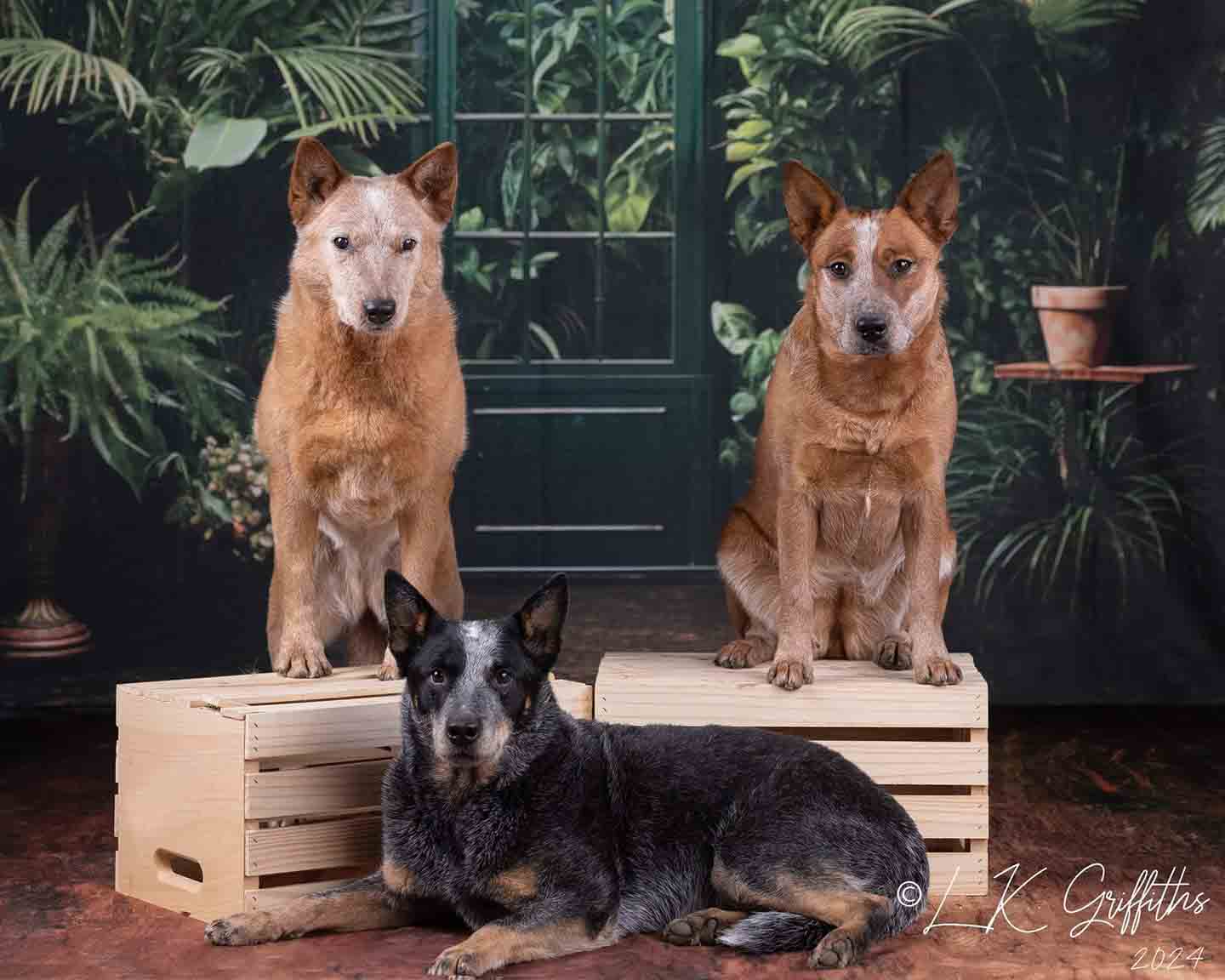 Kate Spring Tropical Plants Greenhouse Garden Door Backdrop Designed by Emetselch