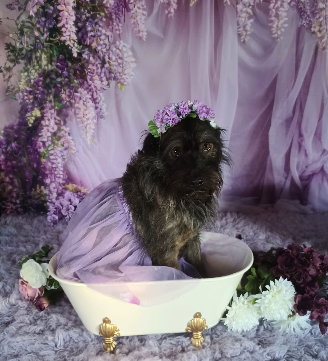 Kate Pet Spring Fresh Wisteria Purple Curtain Backdrop Designed by Emetselch