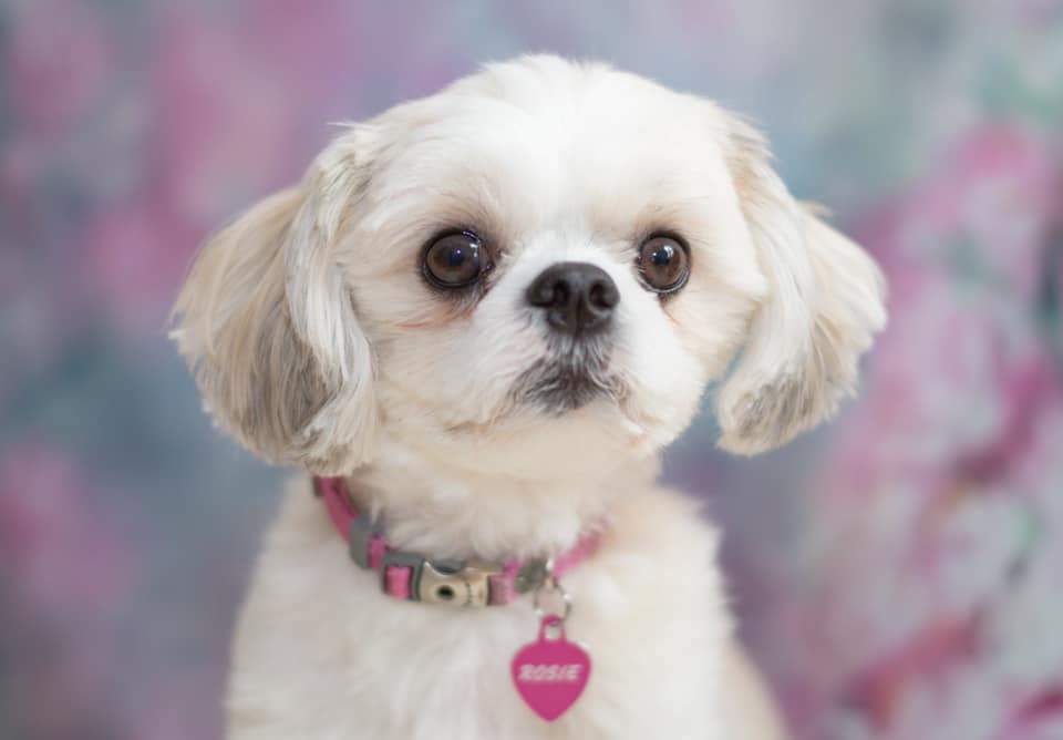 Katebackdrop£ºKate Pink Flowers Hand Painting Portrait Photography Backdrops US