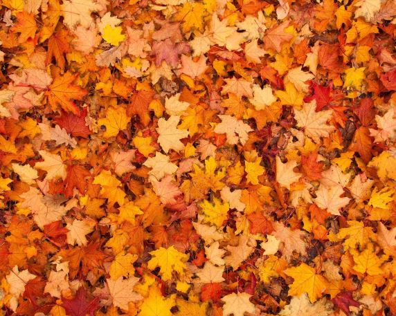 Kate Autumn Maple Leaves rubber floor mat