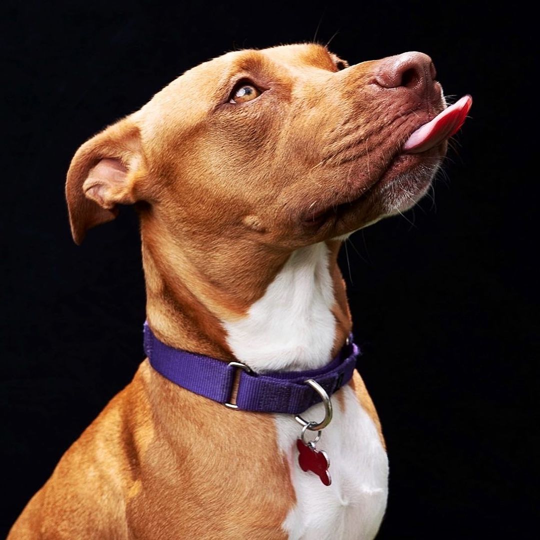 Kate Solid White/ Black Collapsible Backdrop Photography 5x6.5ft(1.5x2m) - Kate Backdrop