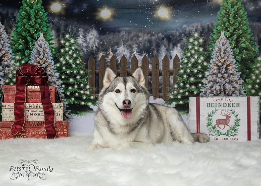 Kate Christmas Night Pine Trees Farm Backdrop Designed By Jerry_Sina - Kate Backdrop