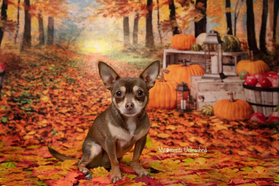 Kate Autumn Leaf Thanksgiving with Pumpkins Backdrop Designed By Jerry_Sina - Kate Backdrop