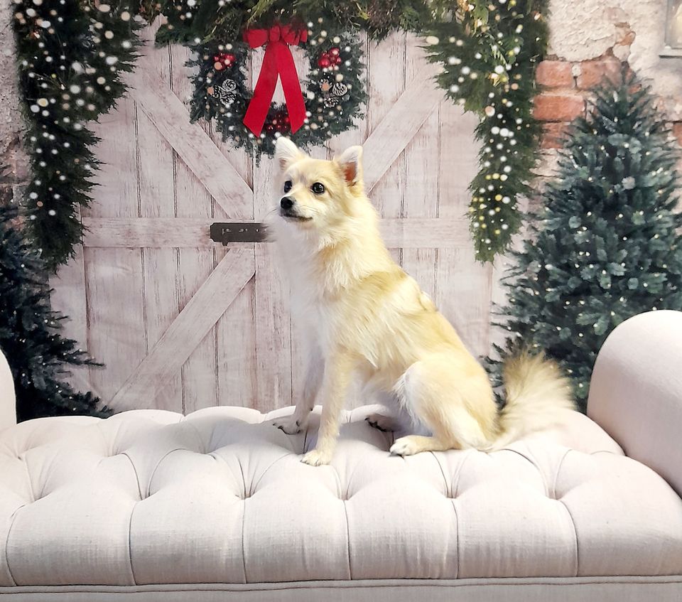 Kate Christmas Backdrop Brick Wall Door & Xmas Trees Designed By JS Photography - Kate Backdrop