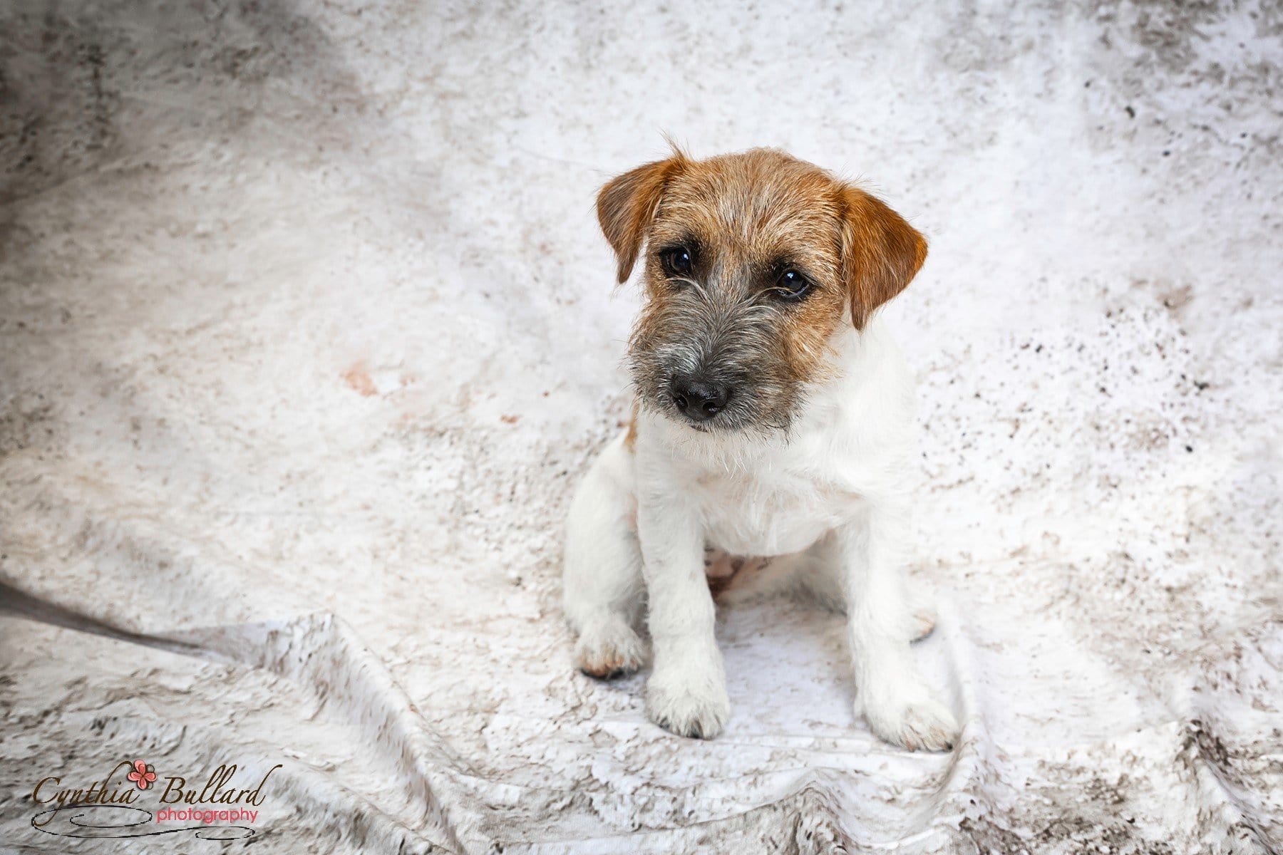Kate Retro Wall Backdrop for Photography - Kate Backdrop