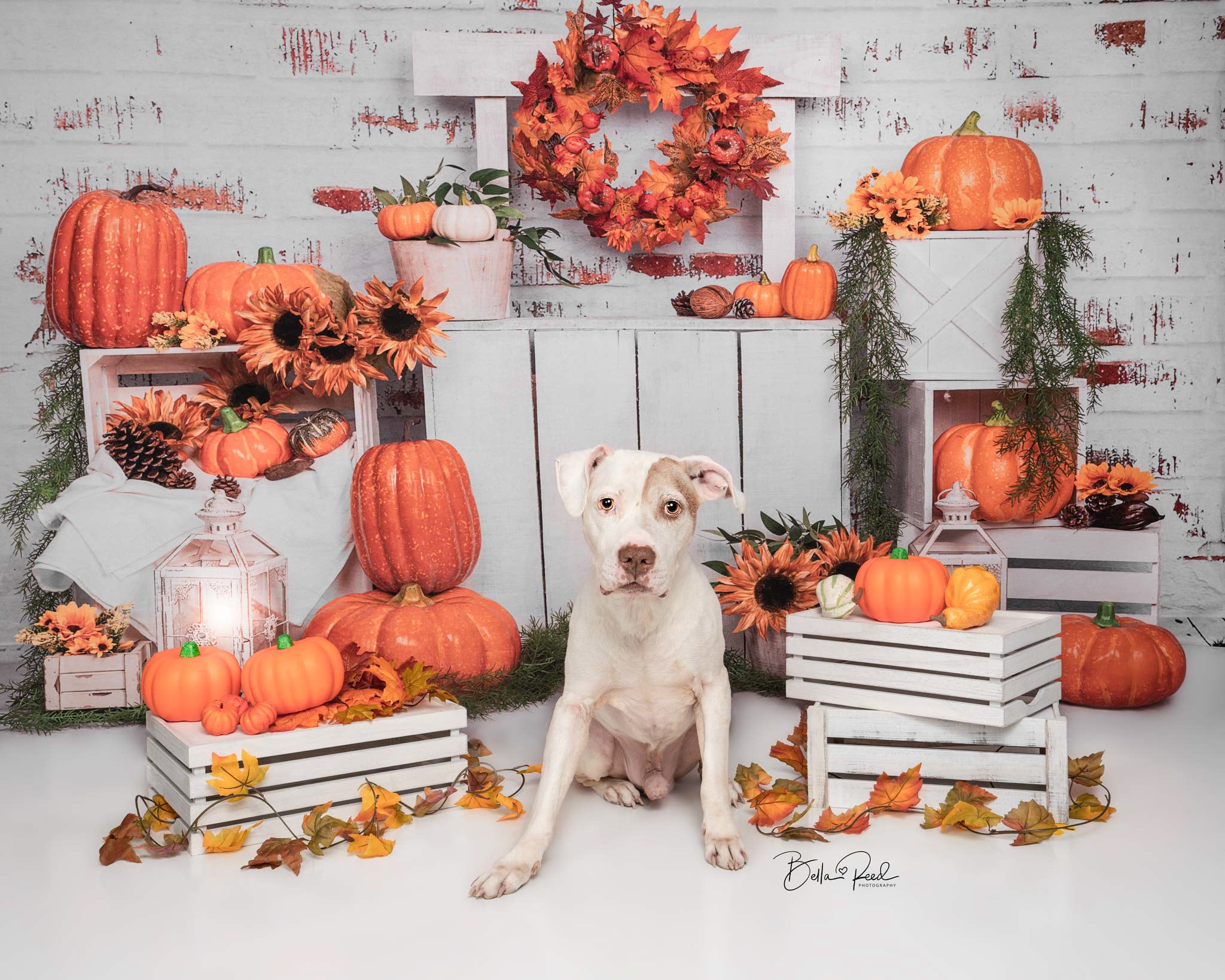 Kate Fall/thanksgiving Pumpkins Stand Backdrop Designed by Emetselch - Kate Backdrop