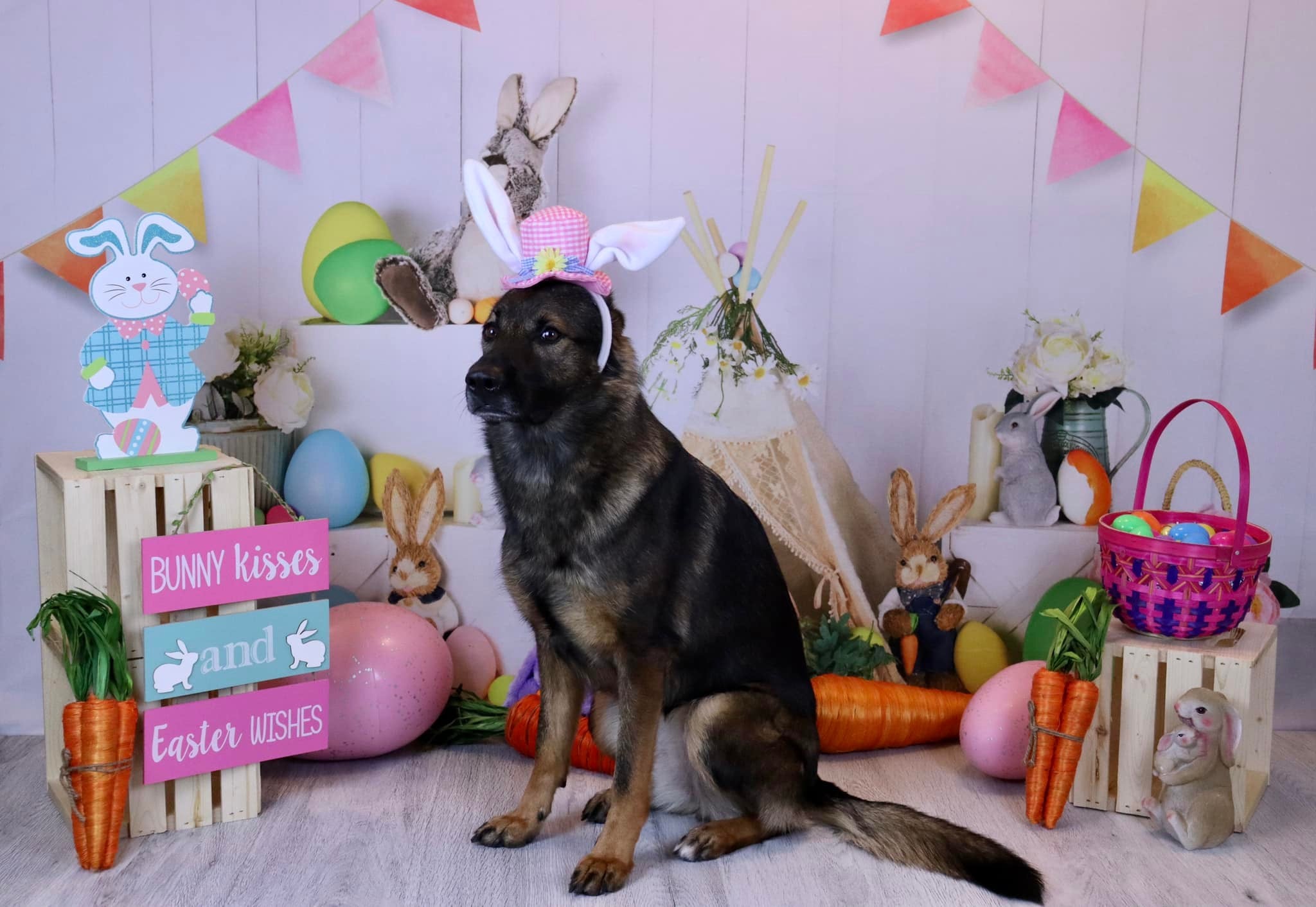 Kate Easter Eggs Bunny Tent Backdrop Designed by Emetselch - Kate Backdrop