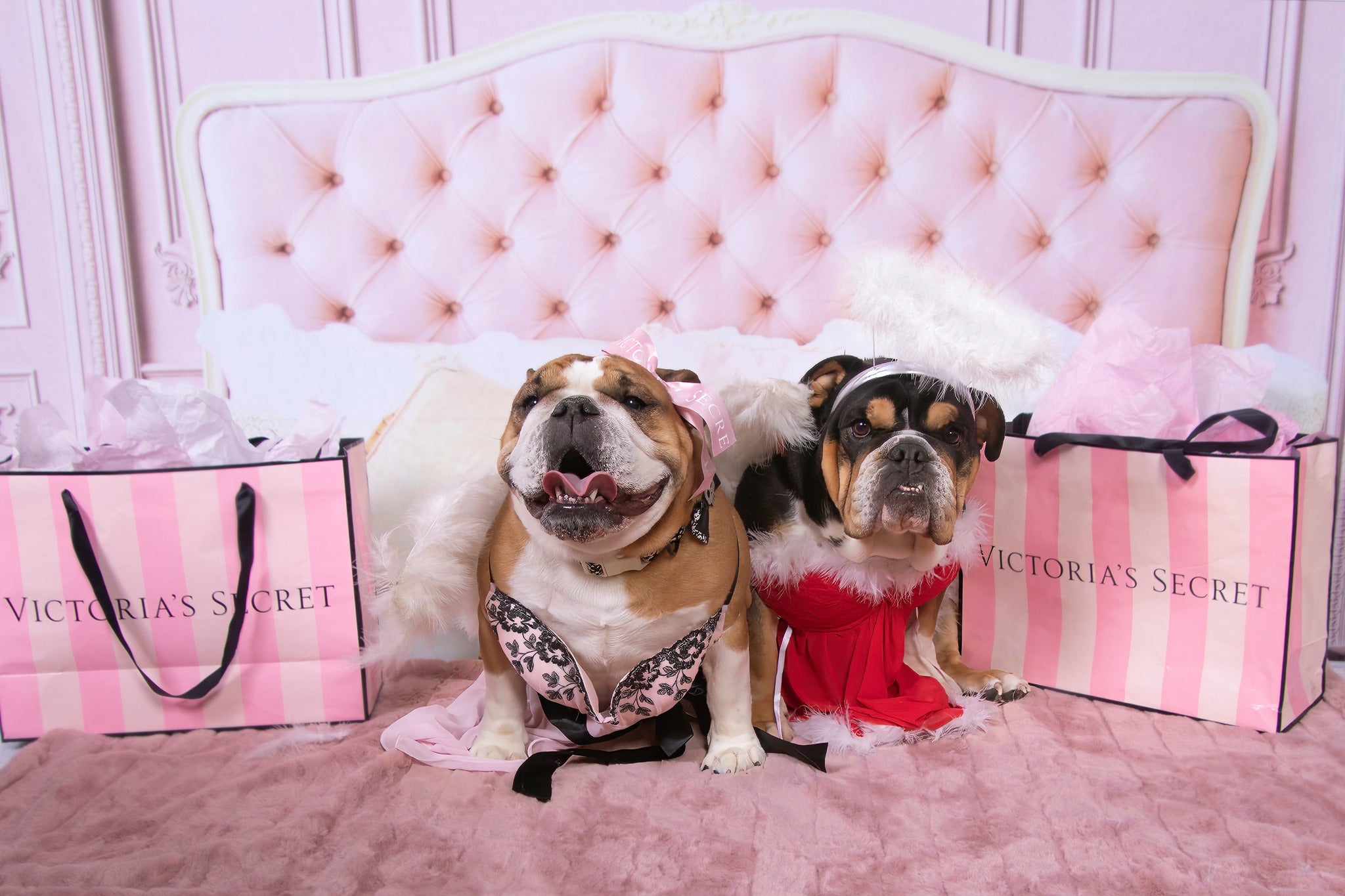 Kate Boudoir Pink Headboard Pink Wall Backdrop Designed by Chain Photography - Kate Backdrop